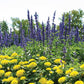 Salvia Victoria Blue Seed