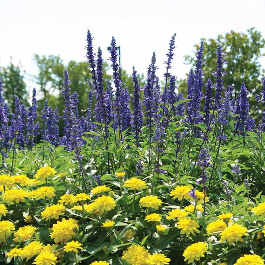 Salvia Victoria Blue Seed