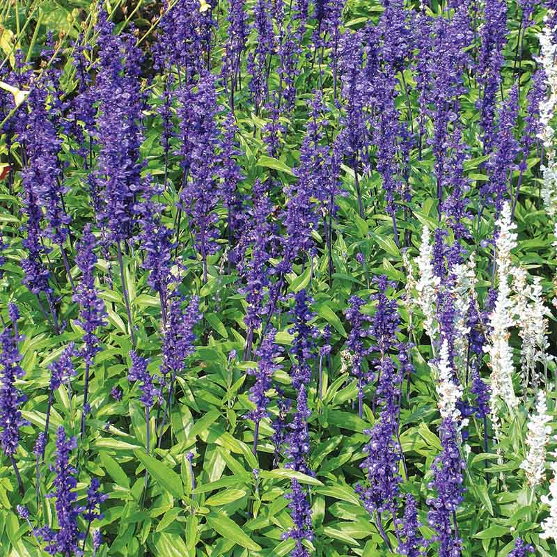 Salvia Victoria Blue Seed