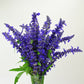Salvia Victoria Blue Seed