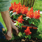 Salvia Vista Red Seed