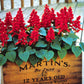 Salvia Vista Red Seed