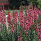 Snapdragon Rocket Rose F1 Seed