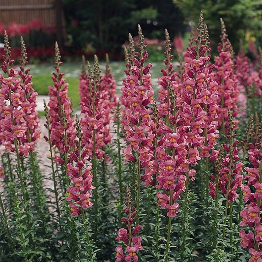 Snapdragon Rocket Rose F1 Seed