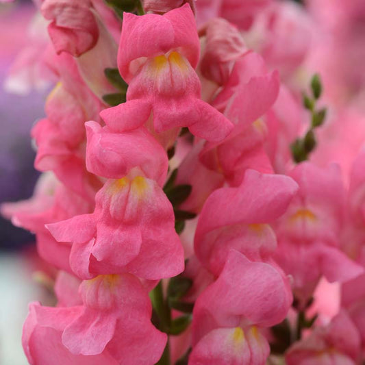 Snapdragon Rocket Rose F1 Seed