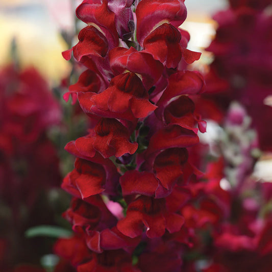 Snapdragon Rocket Red W Red Stem F1 Seed