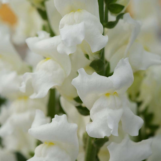 Snapdragon Rocket White F1 Seed