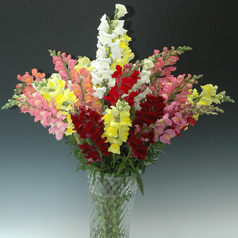 Snapdragon Rocket Mix F1 Seed