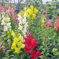 Snapdragon Rocket Mix F1 Seed