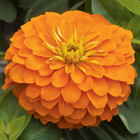 Zinnia Magellan Orange F1 Seed