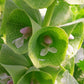 Molucella Bells of Ireland Seed