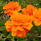 Marigold Durango Tangerine Seed
