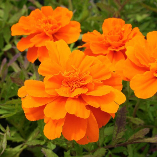 Marigold Durango Tangerine Seed