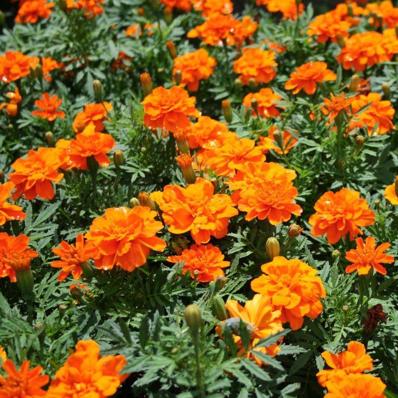 Marigold Durango Tangerine Seed
