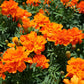 Marigold Durango Tangerine Seed