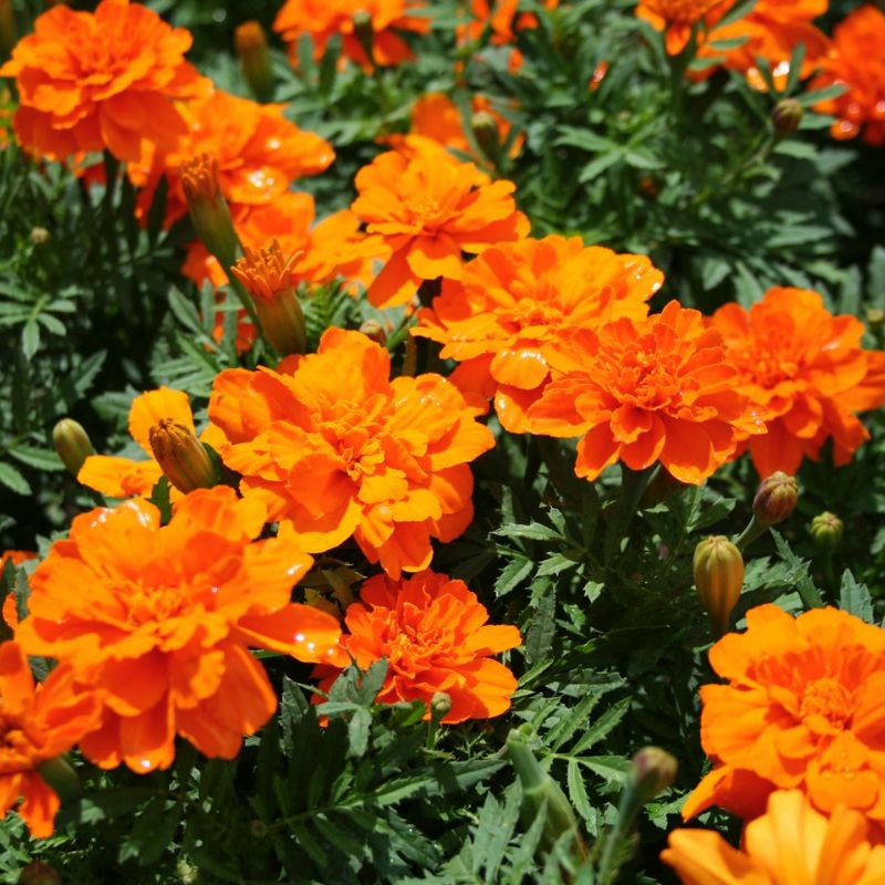 Marigold Durango Tangerine Seed