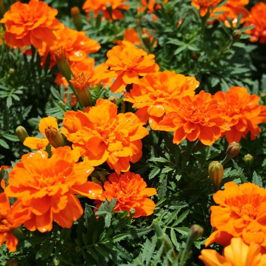 Marigold Durango Tangerine Seed