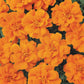 Marigold Durango Tangerine Seed