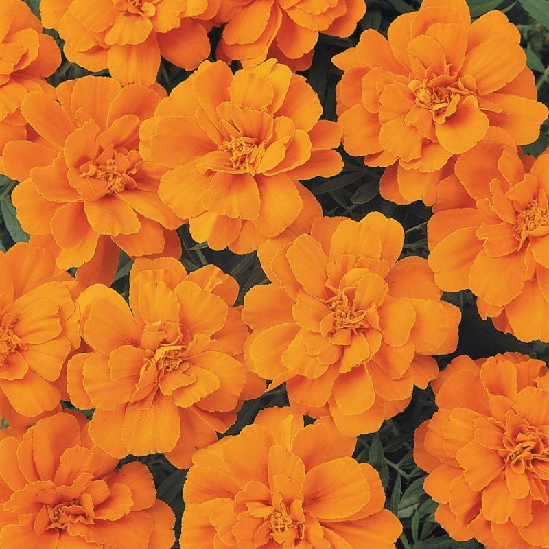 Marigold Durango Tangerine Seed