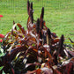 Ornamental Millet Purple Majesty F1 Seed