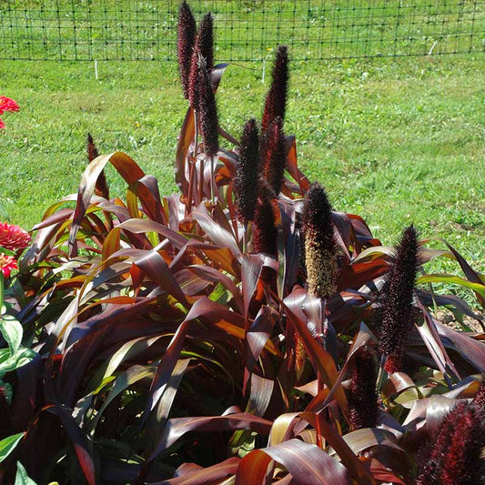 Ornamental Millet Purple Majesty F1 Seed