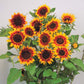 Sunflower Ring of Fire Seed