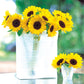 Sunflower Sunrich Lemon F1 Seed