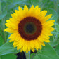 Sunflower Sunrich Orange F1 Seed