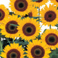 Sunflower Sunbright Supreme F1 Seed