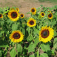 Sunflower Sunbright Supreme F1 Seed
