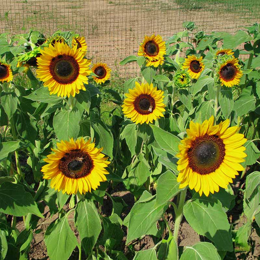 Sunflower Sunbright Supreme F1 Seed