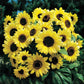 Sunflower Valentine Seed