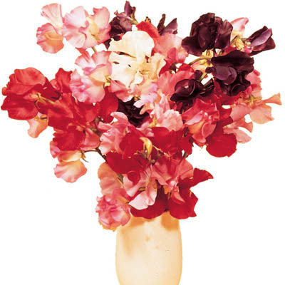 Sweet Pea Royal Mix Seed