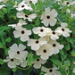 Thunbergia Alata Mixture Seed