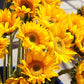 Sunflower Sunrich Gold F1 Seed