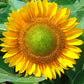 Sunflower Sunrich Gold F1 Seed
