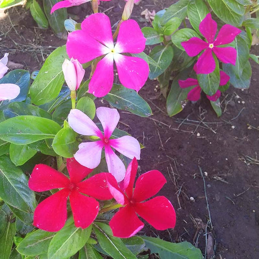 Vinca Pacifica XP Mix Seed