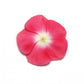 Vinca Pacifica XP Mix Seed