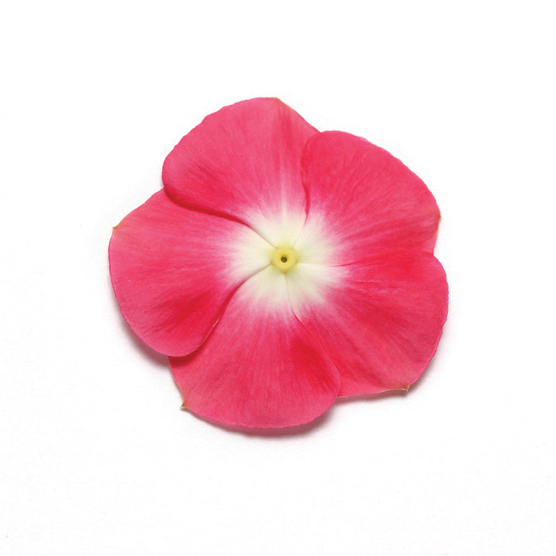 Vinca Pacifica XP Mix Seed
