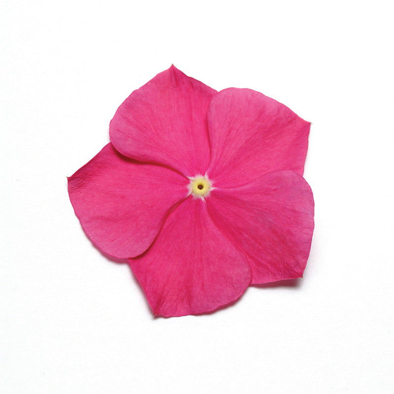 Vinca Pacifica XP Mix Seed