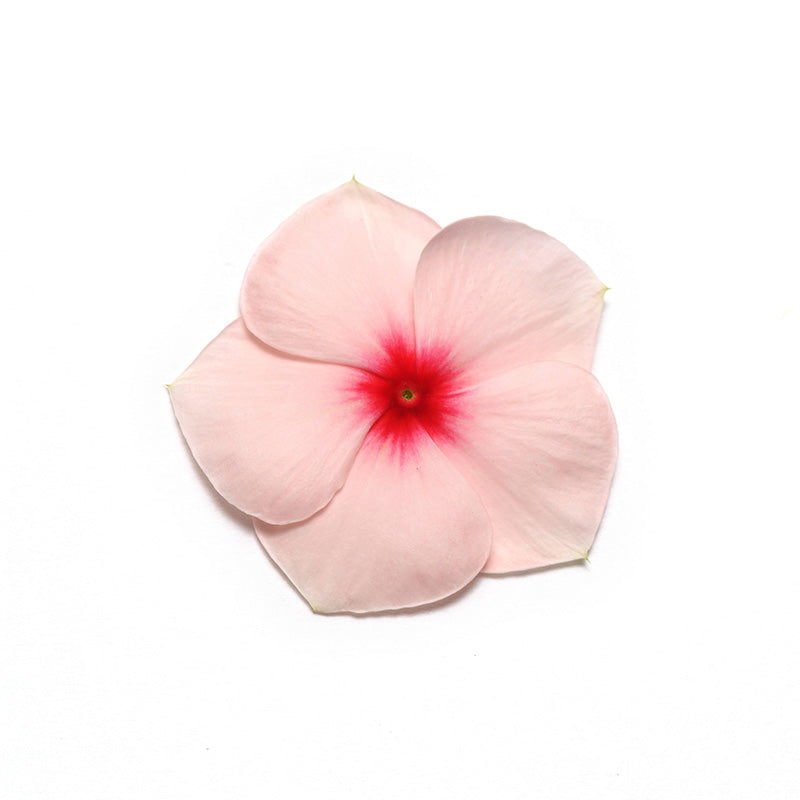 Vinca Pacifica XP Mix Seed
