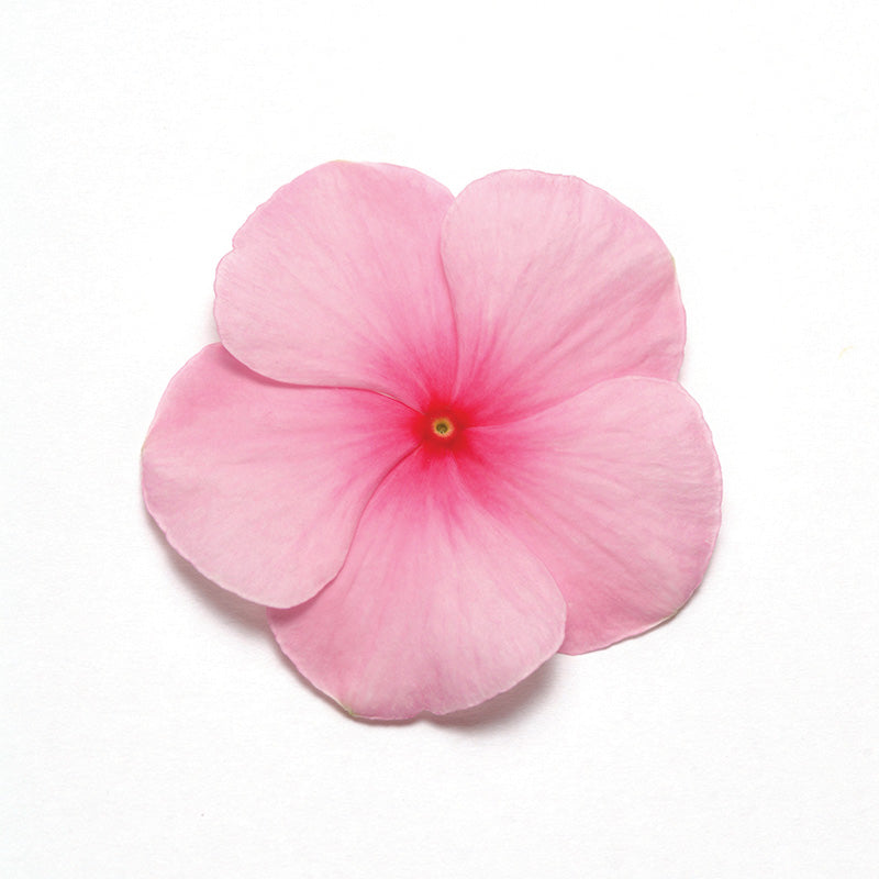 Vinca Pacifica XP Mix Seed
