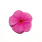 Vinca Pacifica XP Mix Seed