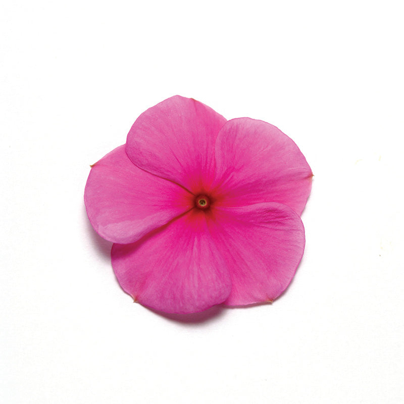Vinca Pacifica XP Mix Seed