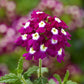 Verbena Obsession Mix Seed