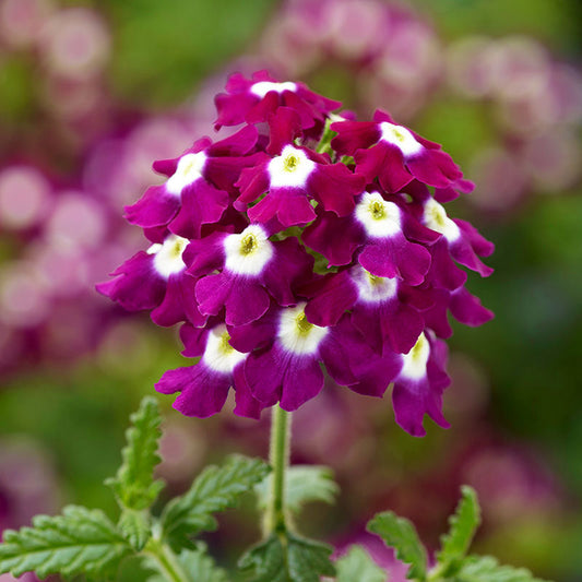 Verbena Obsession Mix Seed