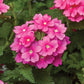 Verbena Obsession Mix Seed