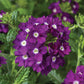 Verbena Obsession Mix Seed