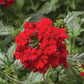 Verbena Obsession Mix Seed