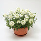 Verbena Obsession Mix Seed